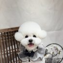 댕그랑댕 이미지