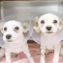 우남동물병원 이미지