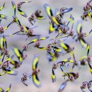 베트남에서 베를린까지 FROM VIETNAM TO BERLIN | 금주 최고의 야생동물 사진: 껴안은 나무늘보, 멍한 이구아나, 뚱뚱한 물범