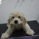 원당애견미용 이미지