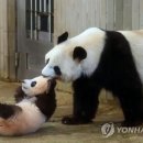 판다 이미지