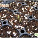 대학찰옥수수 이미지