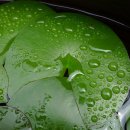 고택 수련 이미지