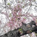 더존두마리치킨 이미지