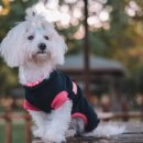 이비치 동물치과병원 이미지