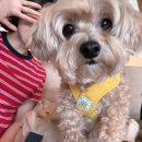 두물머리공원 | 양평 양수리 두물머리 애견동반 식당 " 갈비연 " (+두물머리공원)