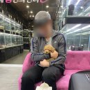 내 품안의 반려견(강서점) | 내품안의반려견강서점 푸들분양 후기 입니다