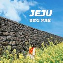 하도별방진 | [제주] 하도리 별방진 유채꽃(2025)