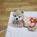 포메민박 이미지