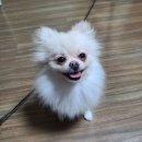 살롱드하츠 이미지