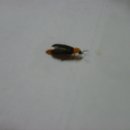 반딧불 가족농원 이미지