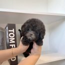 푸들사랑 이미지