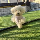 코코 반려견 호텔 이미지