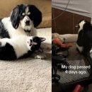 강아지 세상 이미지