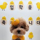 러닝독 스테이 이미지