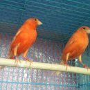 카나리아 이미지