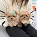 명문애견 이미지