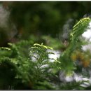 와흘본향당 이미지