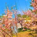 진정한 봄 시즌, 전국 매화꽃 여행 스팟 11곳 이미지