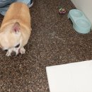 털찐댕댕이 이미지