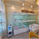 라이프독 이미지