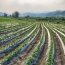 흥농팜아그로 이미지