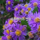 쑥부쟁이 이미지