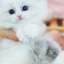 강남고양이분양 스타돌스 이미지