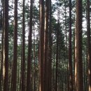 편백나무숲 이미지