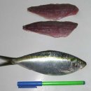 전어[Gizzard Shad] 이미지