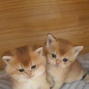 야옹의형태