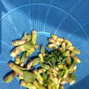 마천금계슈퍼 이미지