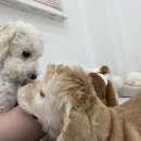 라이크몽 이미지