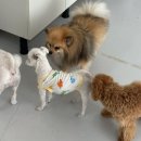 쉬다가개 애견호텔유치원 이미지