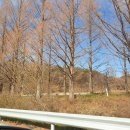 옥정 메타세콰이아길 이미지