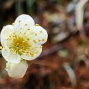 매화마을1 이미지