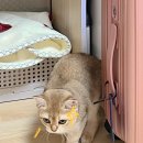 정항우케익달동점 | 11월 일상 ➌ | 붕어빵, 맛초킹, 스타벅스 골든 캐모마일 릴렉서, 언탭트 스튜디오 패딩, 쫀득쿠키