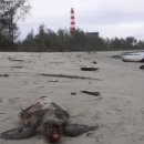 거북발전소 이미지