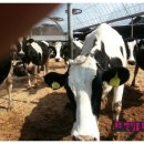 반딧불목장 이미지