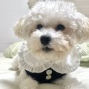 잘어울리개 이미지