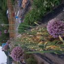 장자골 농장 이미지