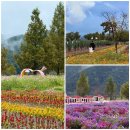 꽃못 | 경상도 가을 여행지-의령 호국의병의숲 친수공원 꽃축제 실시간 후기