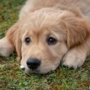 달성축산동물병원 이미지