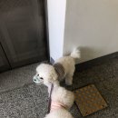 딩가댕댕 이미지