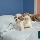 부산강아지분양 고양이분양 베스트펫 본점 이미지