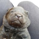 닥터훈트 이미지