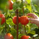 토마토휘트니스클럽 이미지