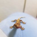 (주)크레푸드