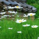 들꽃풍경 이미지