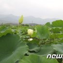 (주)농업회사법인 밀양연꽃마을 이미지